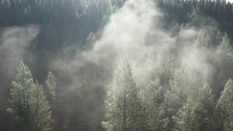 Sunrise-misty-Trees-drone-pan