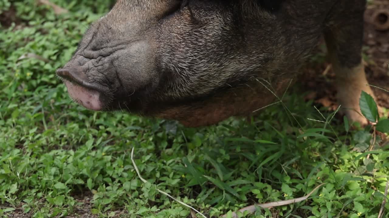 A pig eagerly munches on corn offered by a hand in a grassy area.
