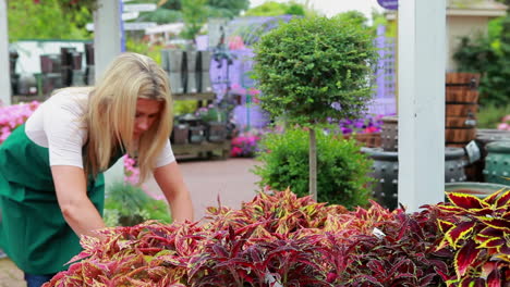 woman working at the garden center