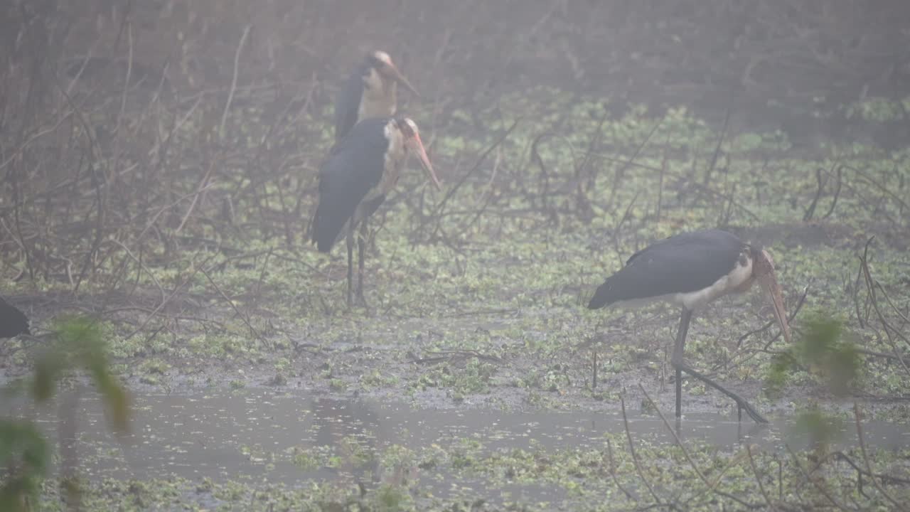 치트완 국립공원의 강둑에 서 있는 하급 황새