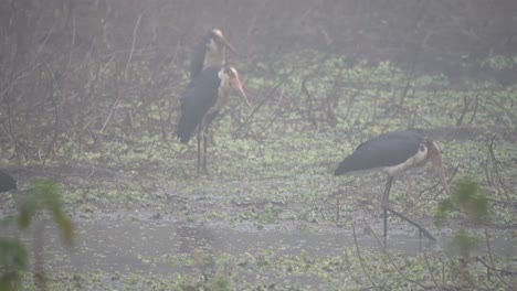 Una-Cigüeña-Ayudante-Menor-Parada-En-La-Orilla-De-Un-Río-En-El-Parque-Nacional-De-Chitwan