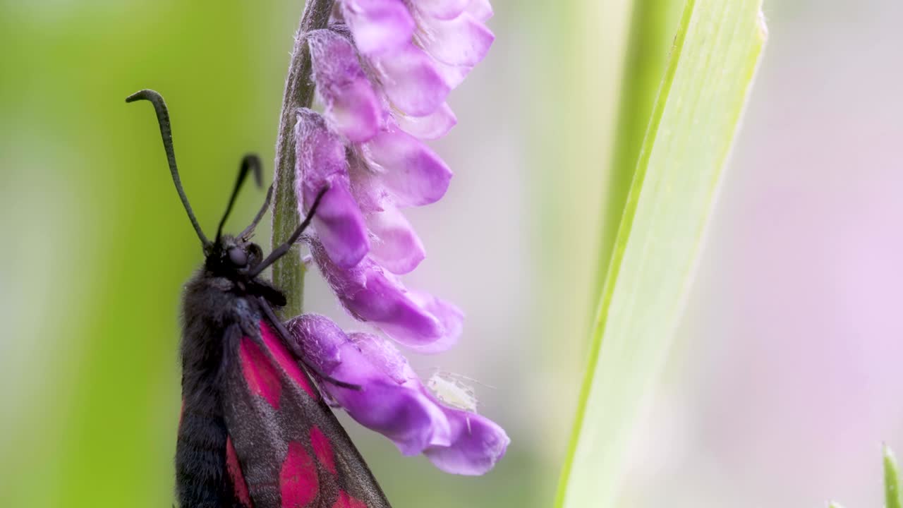 una mariposa manchada rosa-roja negra colgando en el tallo fs700 odyssey 7q 4k