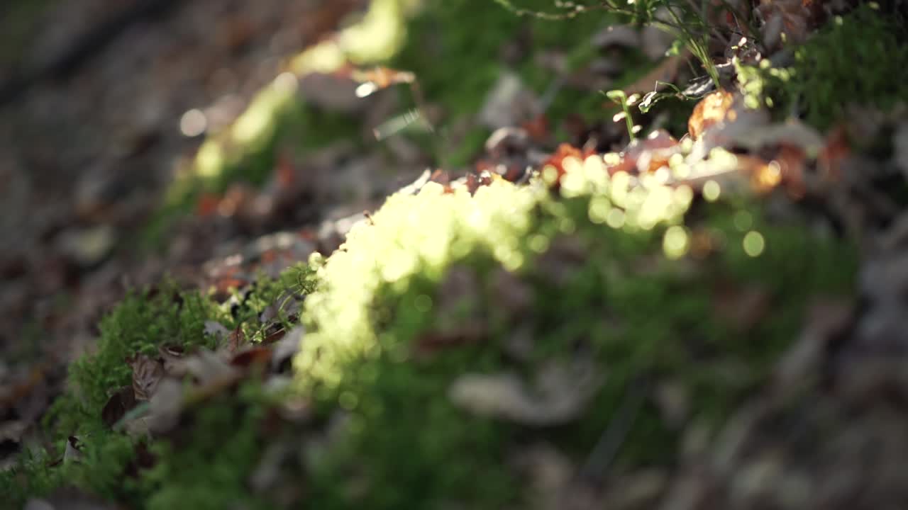 Wide shot to close up shot of the moss on the ground to a sulight backlit tree, covered in moss in slowmotion