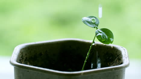 A-small-plant-with-two-leaves-in-a-black-plastic-pot-enjoys-the-refreshing-touch-of-water-droplets-on-its-leaves