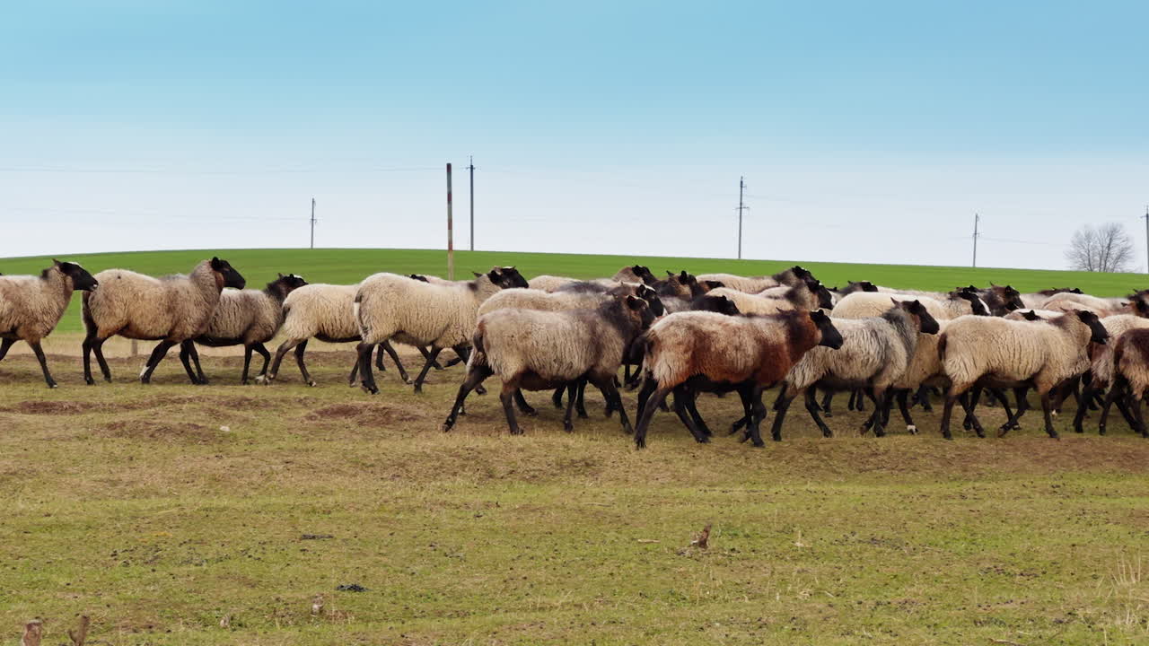 Black-legged and black-muzzled sheep walking by the meadow. Fatty sheep go grazing in autumn.