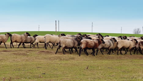 Black-legged and black-muzzled sheep walking by the meadow. Fatty sheep go grazing in autumn.