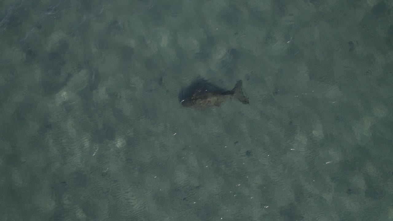 인어, 파도 밑에서 쉬고 있는 듀공