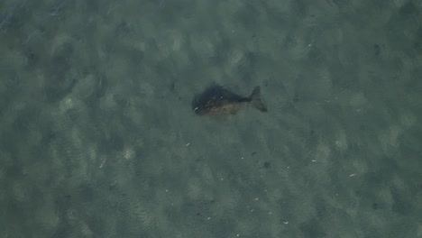 mermaid, dugong resting at the bottom of the waves