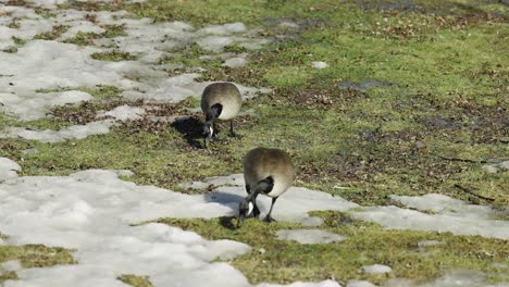 Two-Canadian-geese-feeding-on-grass-beside-the-waters-edge-on-a-spring-day-in-Gatineau,-Quebec