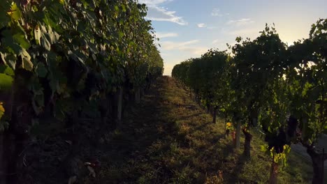 movimiento suave en un viñedo al atardecer en italia