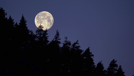 background clip of full moon in clear indigo night sky behind hillside trees