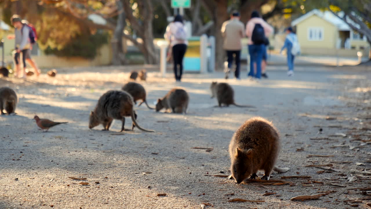grupo de quokkas en la isla rottnest