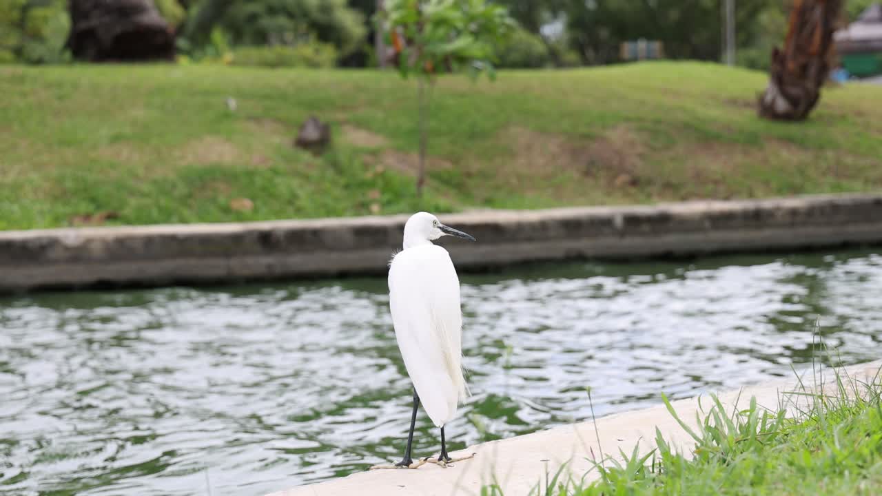 새가 연못 에 가만히 서 있다.