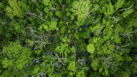 Green-Tree-Tops-In-Big-Cypress-Tree-State-Park-In-Weakley-County,-Tennessee,-United-States