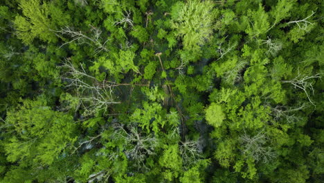 las copas verdes de los árboles en el parque estatal big cypress tree en el condado de weakley, tennessee, estados unidos