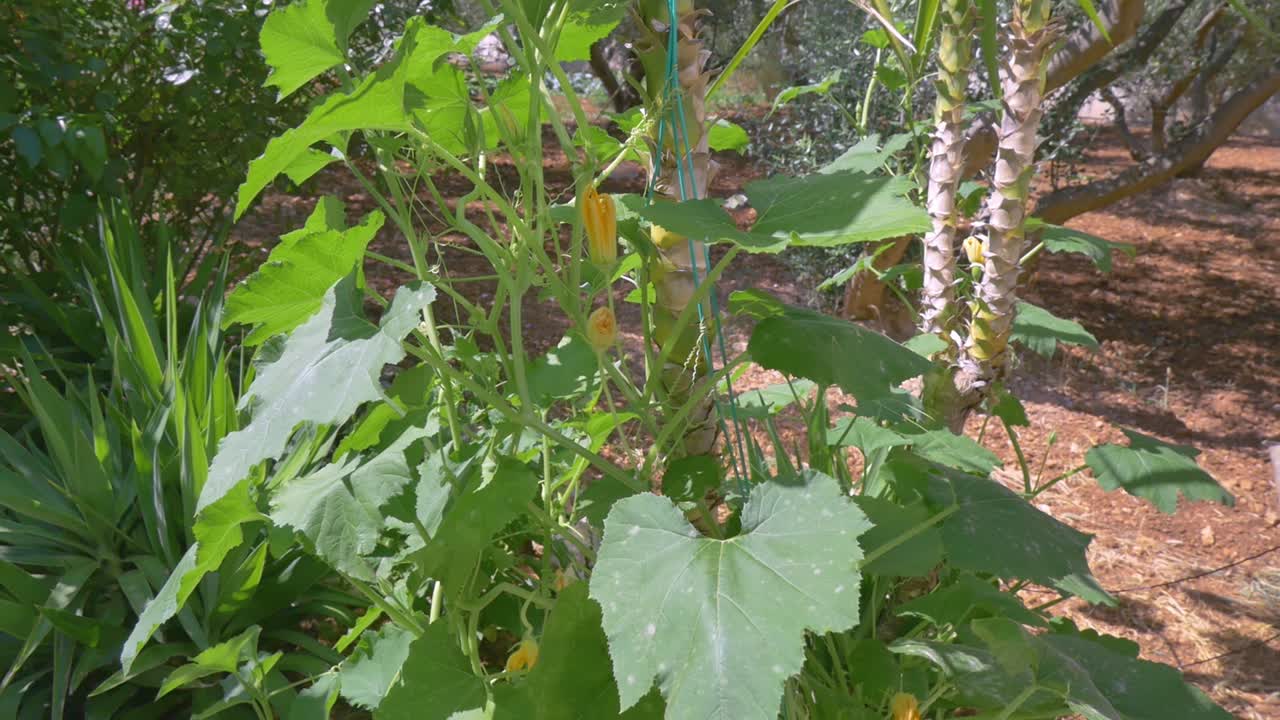 정원에서 자라는 꽃 호박 식물