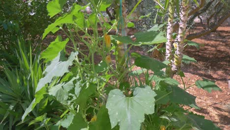 planta de calabaza floreciente que crece en el jardín