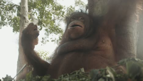 Beweglicher-Gimbal-Schuss-Umher-Fressenden-Orang-Utan-Im-Nest-Hoch-Im-Baum