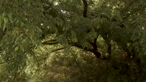 Tilt-up-and-push-in-to-lush-summer-foliage-in-the-American-midwest