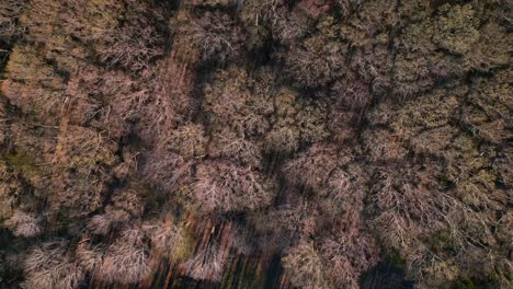 Aerial-top-down-bird's-eye-view-of-bare-tree-thicket-natural-background-with-long-shadows