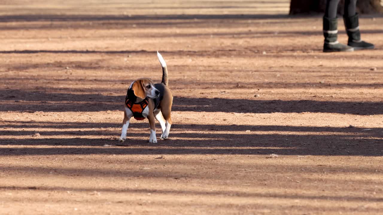beagle enérgico jugando a la búsqueda en un parque