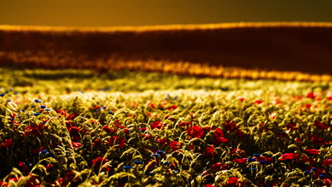 beautiful poppy field during sunrise