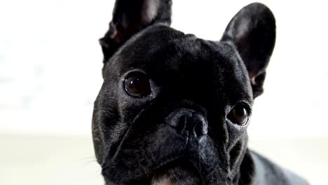 french bulldog looking at the sides close-up