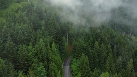 car driving on a small road in a forest