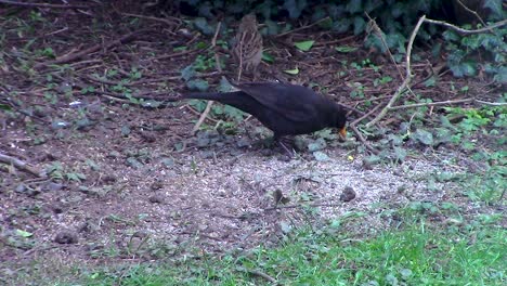 Mirlo-Macho-De-La-Familia-De-Los-Zorzales-Alimentándose-De-Alpiste-En-Un-Jardín-Delantero-De-Amantes-De-Las-Aves-En-La-Ciudad-De-Oakham-En-El-Condado-De-Rutland-En-Inglaterra,-Reino-Unido