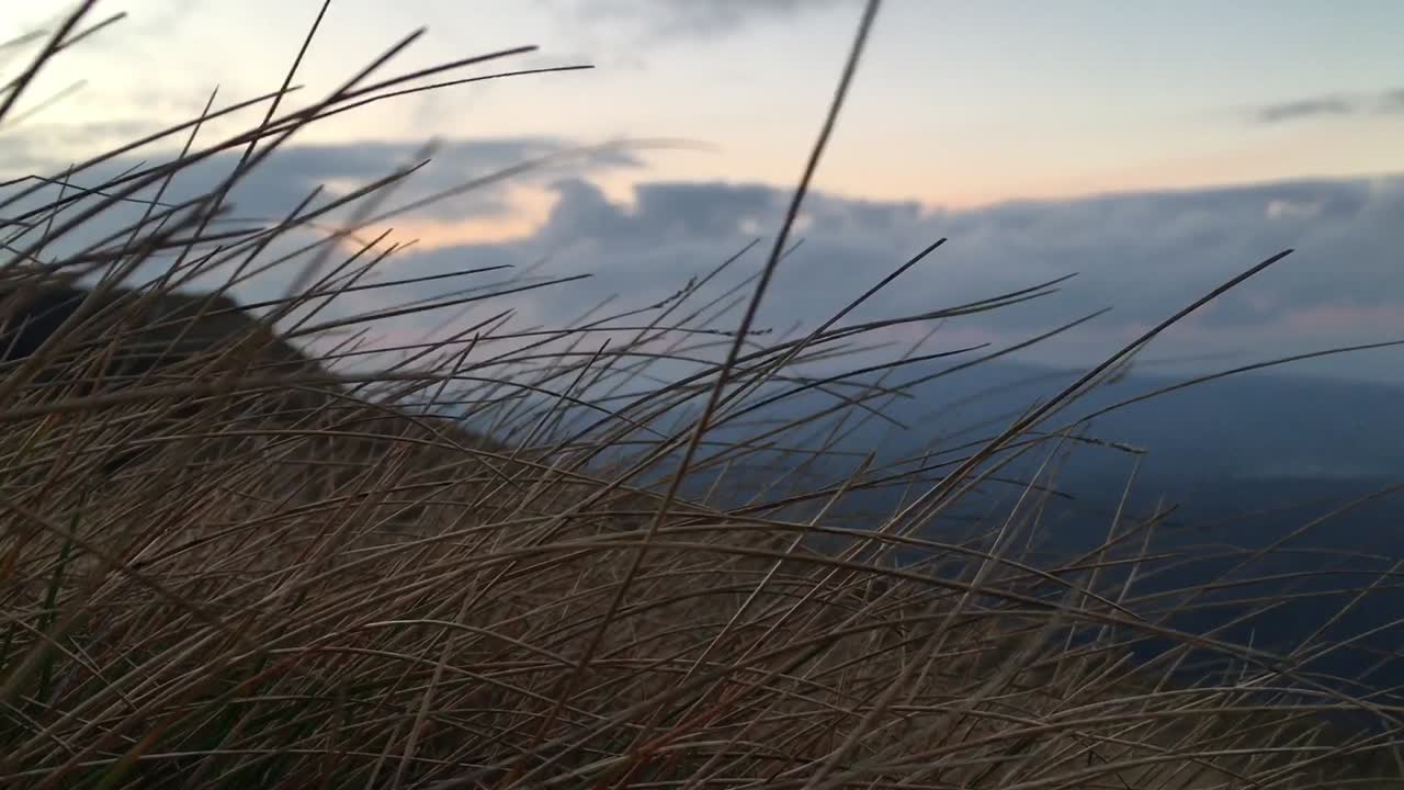 바람에 움직이는 갈색과 마른 풀