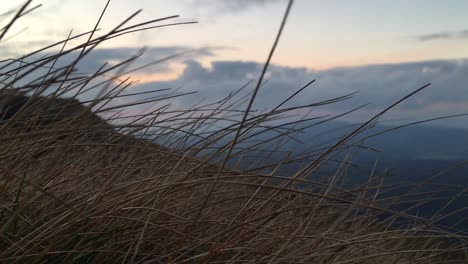 Hierba-Marrón-Y-Seca-Moviéndose-En-El-Viento