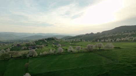 Imágenes-Aéreas-De-Drones-De-Un-Terreno-Exuberante-Y-Montañoso-En-El-Centro-De-Eslovaquia-Cerca-De-Hrinova,-Mostrando-Perales-En-Flor-En-Una-Vibrante-Primavera