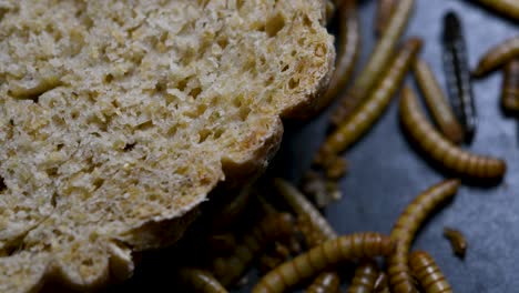 the mealworm is a species of darkling beetle used to feed pets like fish, snakes, birds, and frogs