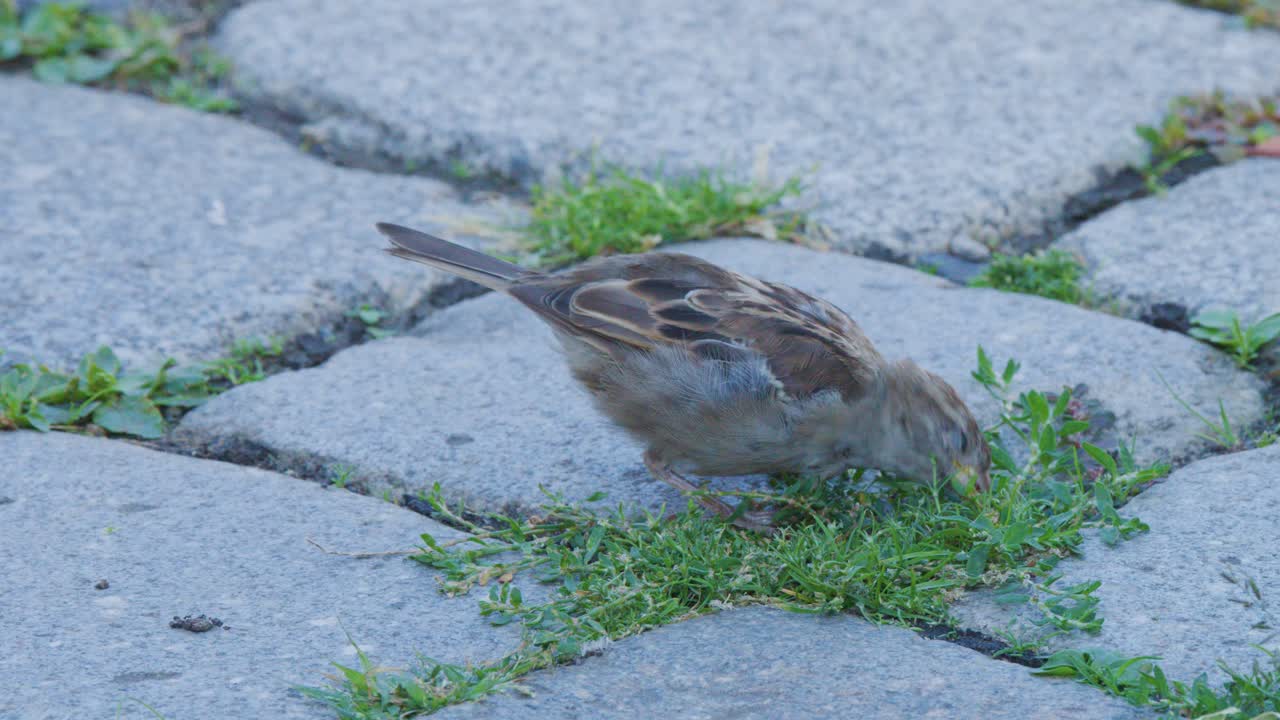 A house sparrow searches for food among green weeds growing between stone pavement blocks in natural daylight, captured in a steady, medium close-up shot