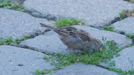 a house sparrow searches for food among green weeds growing between stone pavement blocks in natural daylight, captured in a steady, medium close-up shot