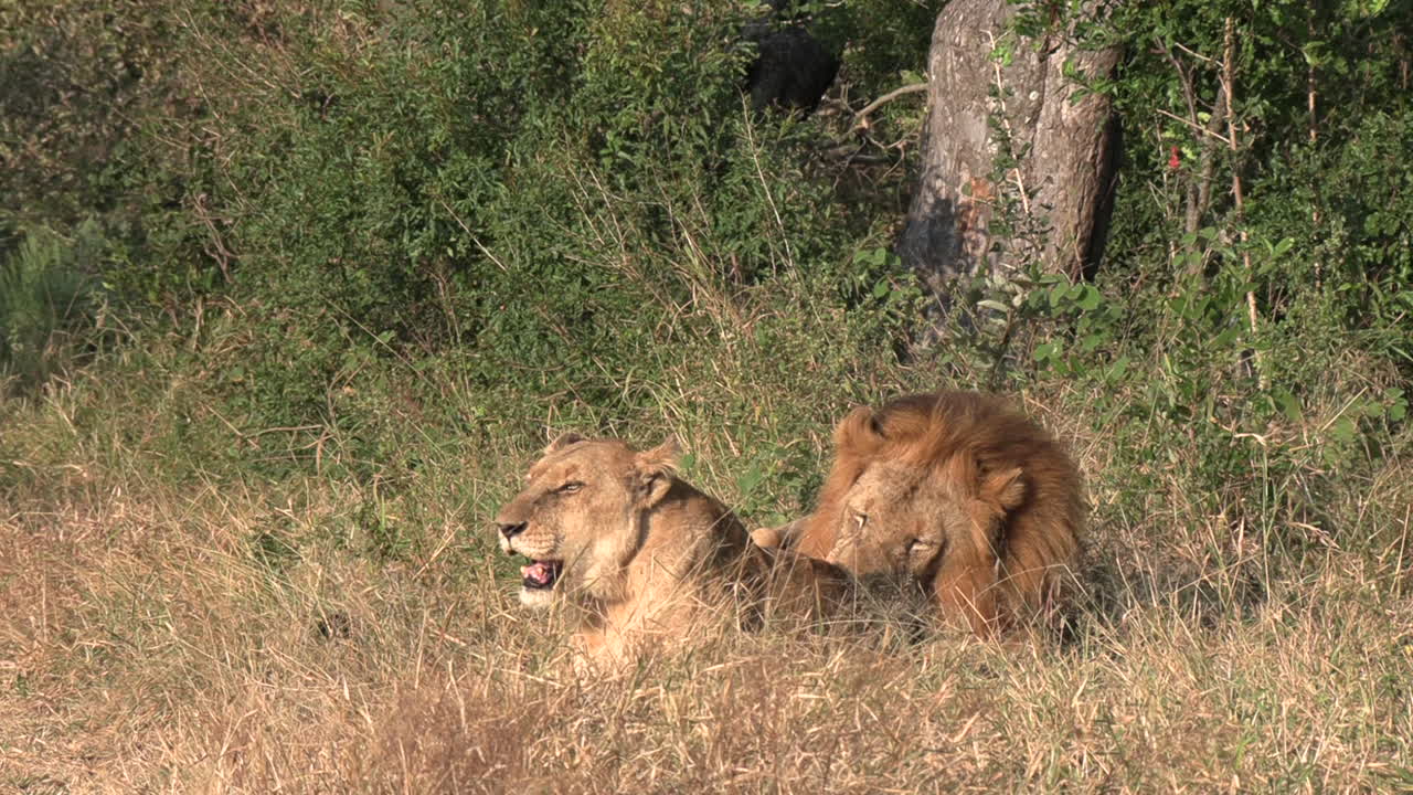 Lions mating at the greater kruger national park in africa Premium ...