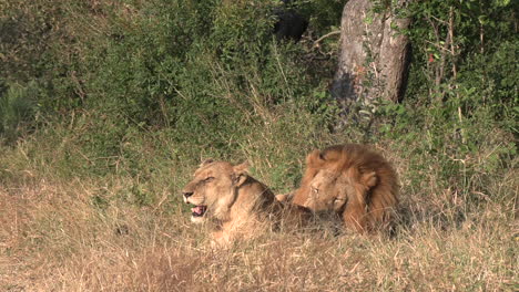 lions mating at the greater kruger national park in africa