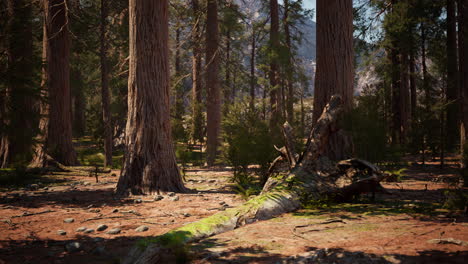 early morning sunlight in the sequoias of mariposa grove