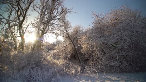 Weißer-Schnee-Bedeckte-Die-Zweige-Eines-Baumes,-Während-Etwas-Schnee-Aufgrund-Der-Sonne-Schmilzt-Und-Auf-Die-Pflanzen-Fällt