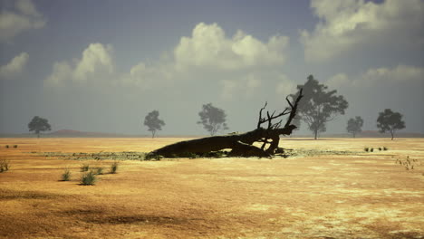 dried landscape featuring a fallen tree and sparse vegetation in a remote area