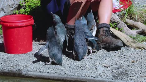 Pequeños-Pingüinos-Azules-Heridos-En-El-Centro-De-Rehabilitación