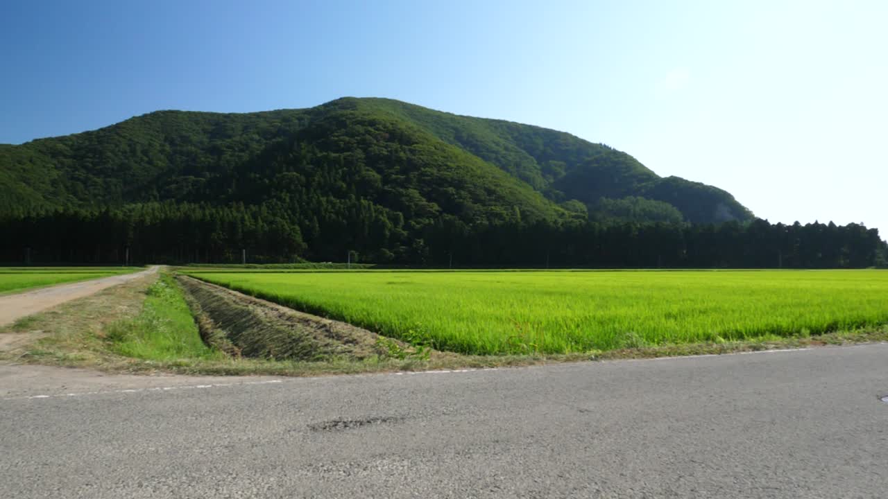 Full HD slow motion pan of rice fields in northern Japan in summer.