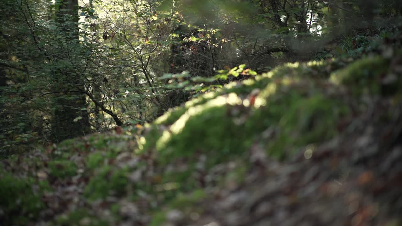 camino del bosque iluminado por el sol