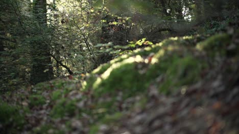 sunlit forest path