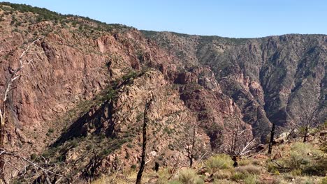 Trunks-of-dead-trees-in-Royal-Gorge-canyon,-Colorado,-USA-on-sunny-day