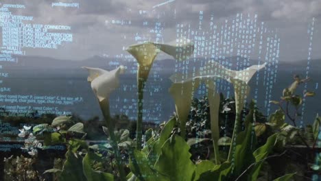 flores de lirio calla y códigos digitales