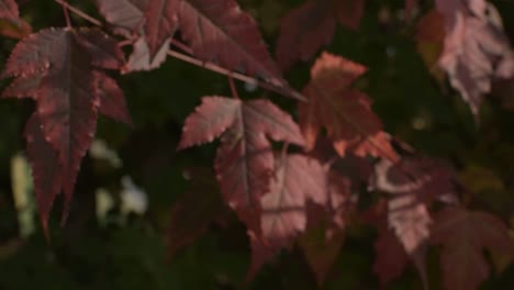 autumn red grape leafs with a slight breeze in a sunny day