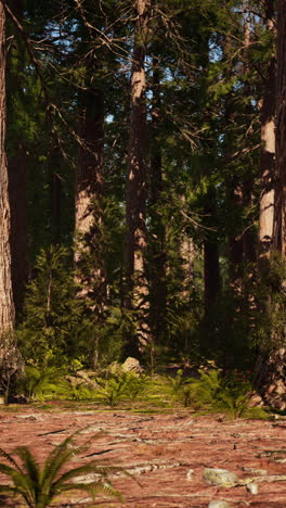 la luz del sol filtrándose a través de un bosque de coníferas