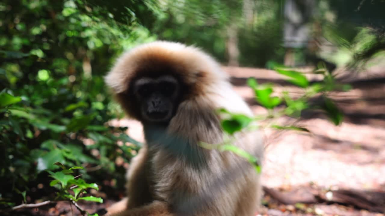 mono de pelo largo en el bosque, sentado y observando el entorno. enfoque selectivo. animales en el parque safari, sudáfrica
