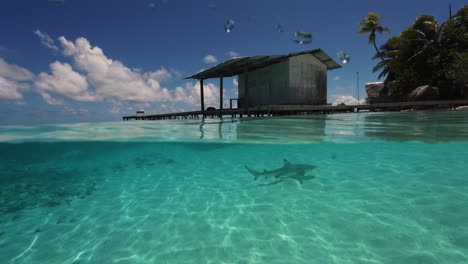 split shot, halb über, halb unter wasser eines tropischen strandes - shrk zieht in zeitlupe an fakarva vorbei, dem zweitgrößten atoll in französisch-polynesien im südpazifik